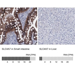 SLC4A7/Sodium bicarbonate cotransporter 3 Antibody, Novus Biologicals:Antibodies:Primary
